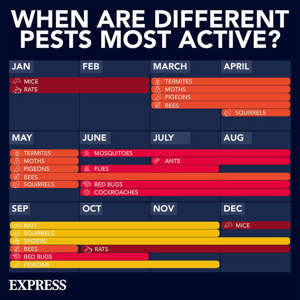 When are pests most active