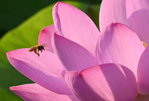 A bee approaches a lotus flower in Longhu Park in Handan, north China's Hebei Province, June 21, 2022. (Photo by Hao Qunying/Xinhua via Getty Images)