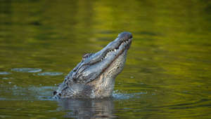 Drone footage captures horrifying moment alligator attacks triathlon athlete in lake