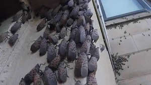 Spotted lanternflies cluster on the outside of Asbury Park's senior housing building