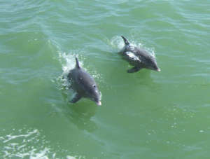 Dolphin watching in Captiva