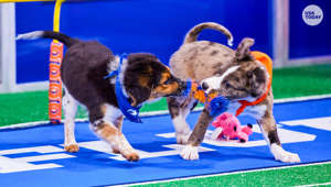 Puppy Bowl XIX features adorable pups with Tom Brady and NFL-inspired names