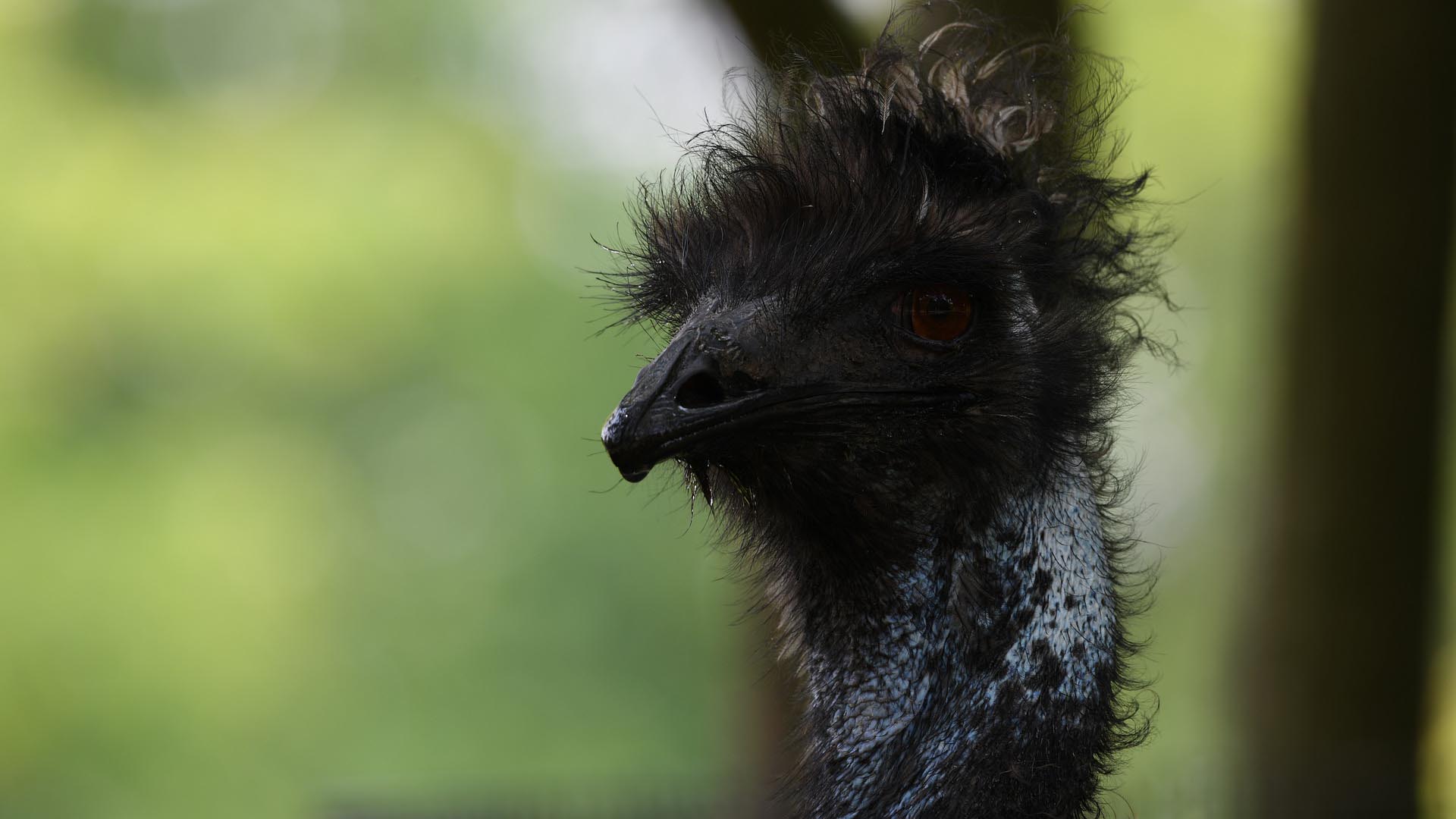 Ces animaux qui ont totalement et définitivement disparu de la planète