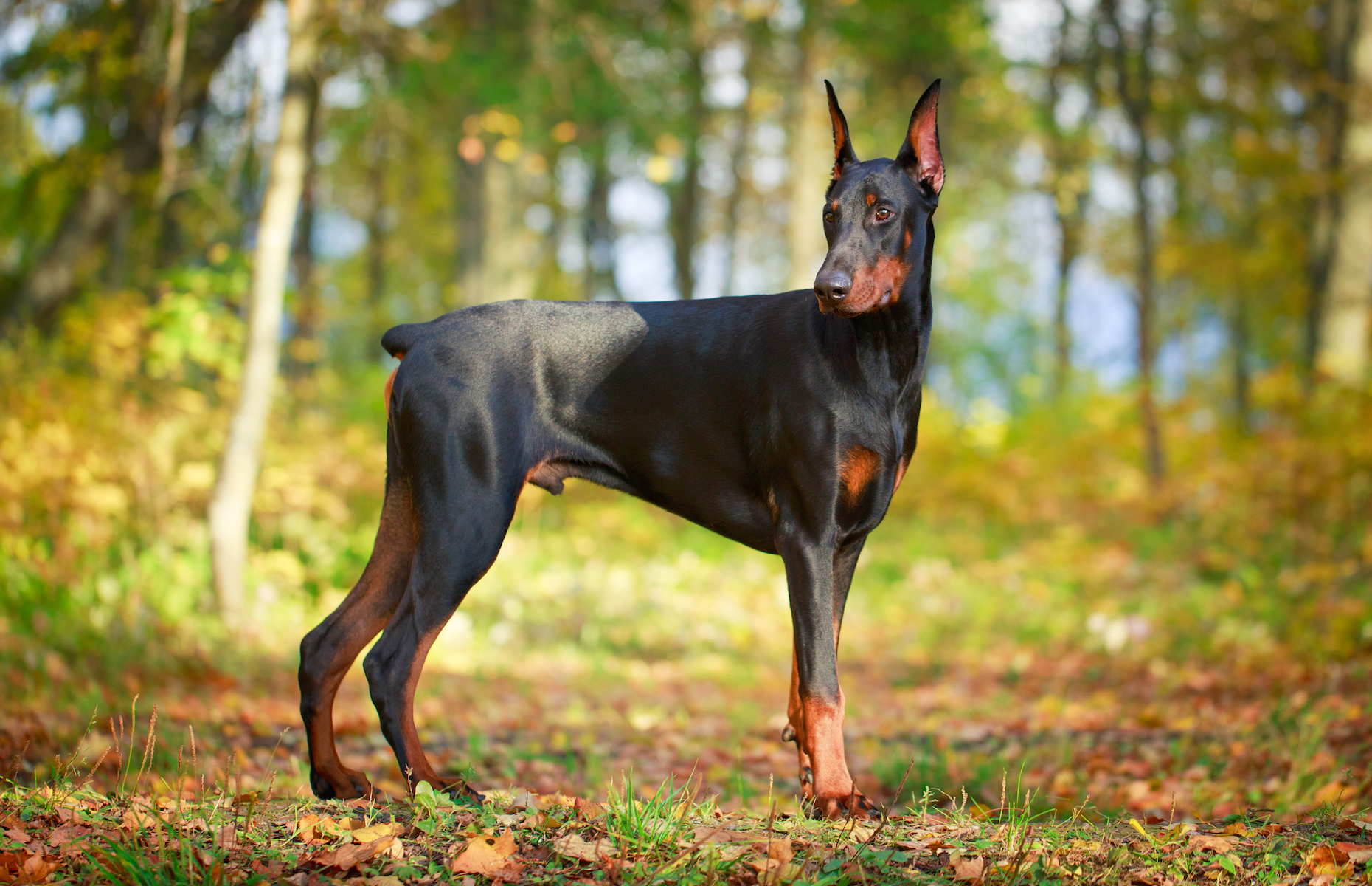 Signes Que Votre Chien Est Stress Et Comment Le Calmer