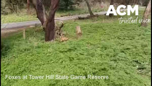 The population of foxes at Tower Hill State Game Reserve is increasing.