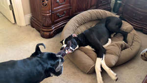 Great Dane swaps dog beds, plays tug-of-war games