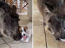 Puppy adorable chews on gentle warthog's tusk