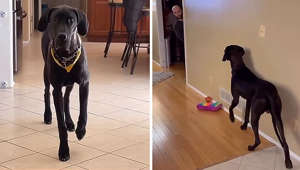 Great Dane hilariously turns on stealth mode