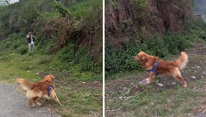 Dog's hilarious overreaction to moving branch