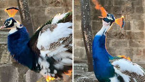 Majestic peacock looks like fire-breathing beauty