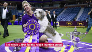 Buddy Holly is top dog at the Westminster Kennel Club show