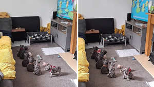 Litter of puppies sit down to watch Cocomelon