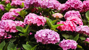 8 Ways to Get More Hydrangea Flowers Blooming on Your Shrubs This Year