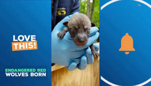 ADORABLE Red Wolf Pups born in historic moment!