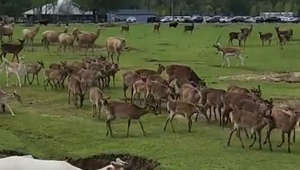 A large herd of deer was roaming in an open field when one of them decided to break away and run into the distance.“The underlying music rights are not available for license. For use of the video with the track(s) contained therein, please contact the music publisher(s) or relevant rightsholder(s).”