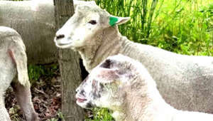NYC Employs Sheep To Help Keep Curated Lawns Free of Invasive Species
