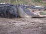 Alligator bet av mans arm i Florida