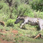 Zebra brincalhona se diverte perseguindo mãe e bebê javali na Tanzânia