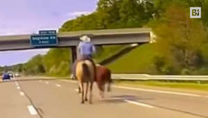Usa, mucca in fuga in autostrada: ad aiutare la polizia spunta un cowboy