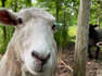 How sheep are saving trees on New York City's Governors Island