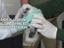 Peregrine falcon chicks who nest at Michigan State University football stadium get tracking bands