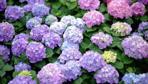 Fertilize Hydrangeas Like a Pro with These 6 Tips
