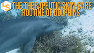 The Therapeutic Skin-Care Routine of Dolphins