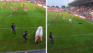 Bull breaks out in chaotic rampage during Super League match