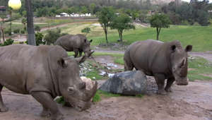 Come on the Journey With Zookeepers Who Work With Rhinos at the San Diego Zoo