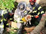 Une chienne survit miraculeusement à la chute d'un arbre sur sa niche