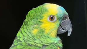 PARROT GLOW-UP! Carer brings beautiful Parrot back to former glory!