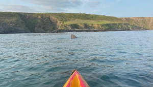 Un énorme requin pèlerin frôle le kayak de deux femmes