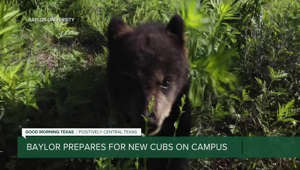 Baylor prepares to welcome new cubs to campus
