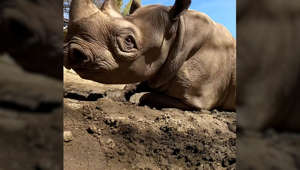 Black Rhino named King enjoys kicking, splashing and rolling in the mud