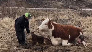 Young Farmer has SPECIAL BOND with cow and calf!