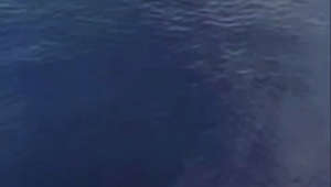 Milazzo, la meravigliosa danza di un delfino sulla prua di una nave