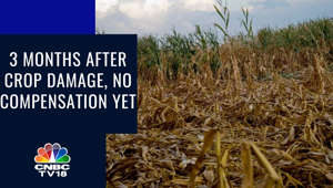 3 Months After Crop Damage, No Compensation Yet | CNBC TV18 | Digital
