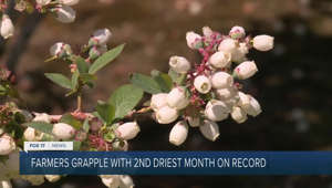 Record blueberry produce expected this season despite significant lack of rain in May
