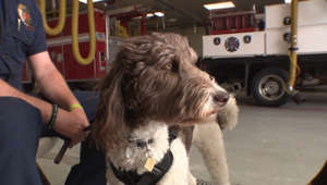 Pup helps first responders deal with mental health