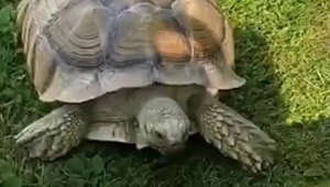 Pet Tortoise LOVES to chase after the grasscutter!