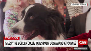 Cannes Film Festival hands out its ‘Palm Dog’ award