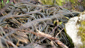 Orgy of snakes gets knotty in annual spring emergence in Manitoba