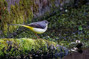 Grey wagtail. Picture: Peter Swatton