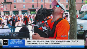 BARCS holds adoption event at Oriole Park