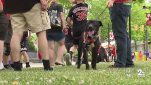 Orioles team up with BARCS for free adoptions at Camden Yards