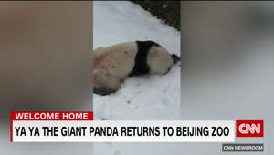 Giant panda Ya Ya returns to Beijing Zoo after two decades in the U.S.