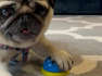 A polite pug has worked out the best way to get a treat – simply by ringing a bell.The adorable video shows the patient pooch waiting in anticipation for the treat he has requested by tapping his paw on a bell.Pangpang the pug has taken the world by storm, amassing over 660k followers across his social media channels.He has also featured on The Jeremy Vine Show as well as a character in the computer game Double Pug Switch.He is no stranger of going viral, with his top-performing content being an Instagram Reel hitting 38 million views and a Youtube Short bringing in 45 million views.