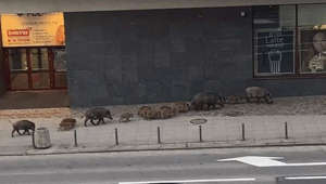 Pack of Boars Walk Along Street in 'Plagued' Polish City