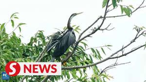 Rare snakebird once again sighted in SW China
