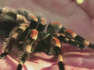 Zoo de Londres garante que é possível aprender a gostar de aranhas grandes e peludas